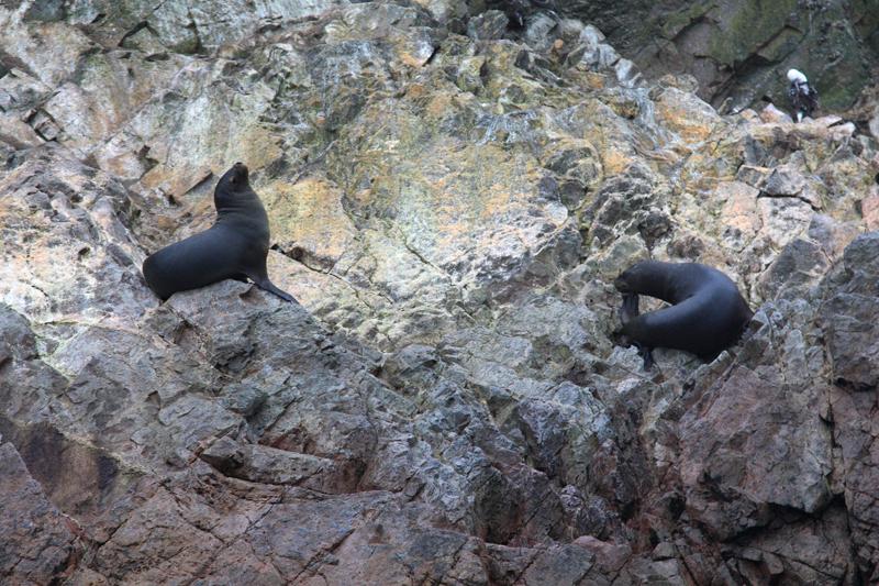 1147-Isole Ballestas,19 luglio 2013.JPG